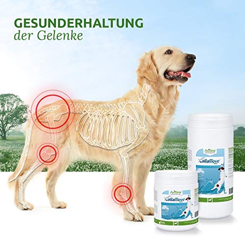 AniForte CollaMove en Polvo. Colágeno para articulaciones para perros 250g - polvo de colágeno de peces salvajes, péptidos de colágeno para las articulaciones, agilidad y mejora en el movimiento