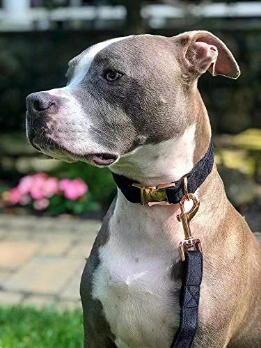 ARING PET Collar de perro y plomo, collar de perro de terciopelo y plomo, collar de perro niña niño, 5 tamaños ajustables: pequeño, pequeño, mediano, grande