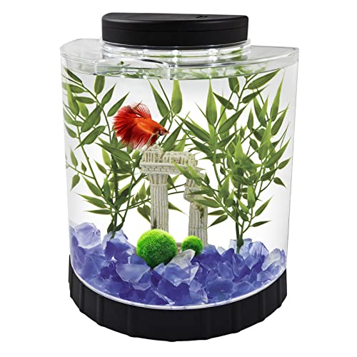 Bola de medium marimo de 3 , 8 cm a 5 cm y una bola pequeña . Perfectas para acuarios y estanques , decoración para peceras