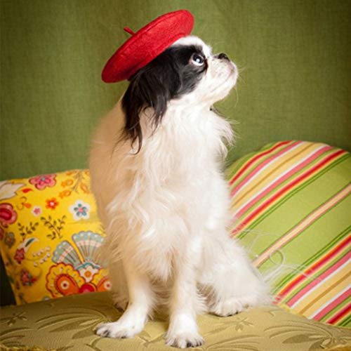 Buwei Color Sólido Pet Fashion Boina Gato Perro Caliente Lindo Capucha Todo Partido
