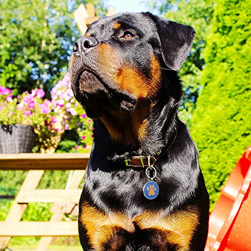 DISONTAG Placas para Perros,Placa para Perros Personalizadas, Etiqueta de identificación de mascota,QR posterior directo al perfil Guardar y mostrar información | Modificable