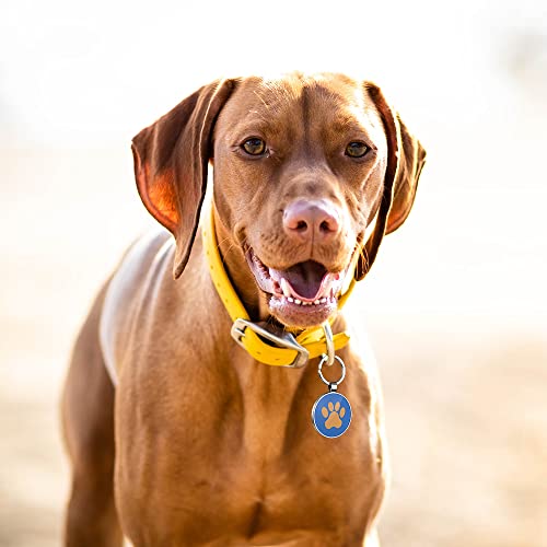 DISONTAG Placas para Perros,Placa para Perros Personalizadas, Etiqueta de identificación de mascota,QR posterior directo al perfil Guardar y mostrar información | Modificable