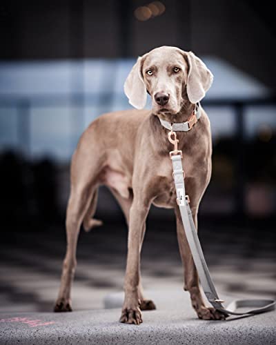 FREUDENTIER® Correa y collar para perros de piel vegana en elegante set–Incluye caja de regalo – Colección Hyde Park – Resistente al invierno y fácil de limpiar(30 – 42 cm)– Distribuidor de Hamburgo