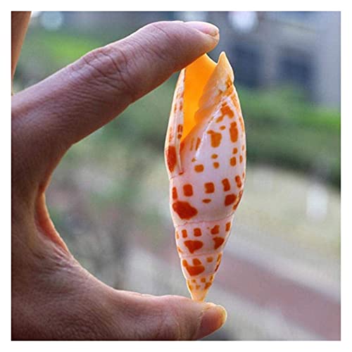 GaoF 2 uds 7-9cm Concha de Caracol Natural Koi Pluma Caracol lápiz Caracol pecera Acuario paisajismo decoración Accesorios de Tiro decoración de Concha de Caracol