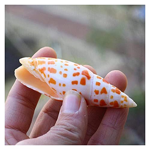 GaoF 2 uds 7-9cm Concha de Caracol Natural Koi Pluma Caracol lápiz Caracol pecera Acuario paisajismo decoración Accesorios de Tiro decoración de Concha de Caracol