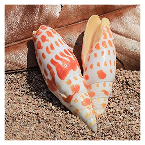 GaoF 2 uds 7-9cm Concha de Caracol Natural Koi Pluma Caracol lápiz Caracol pecera Acuario paisajismo decoración Accesorios de Tiro decoración de Concha de Caracol