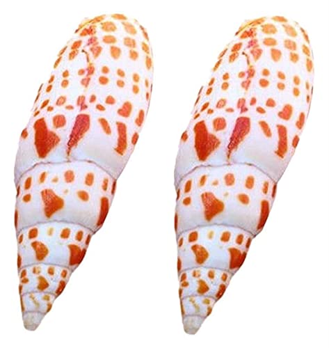 GaoF 2 uds 7-9cm Concha de Caracol Natural Koi Pluma Caracol lápiz Caracol pecera Acuario paisajismo decoración Accesorios de Tiro decoración de Concha de Caracol