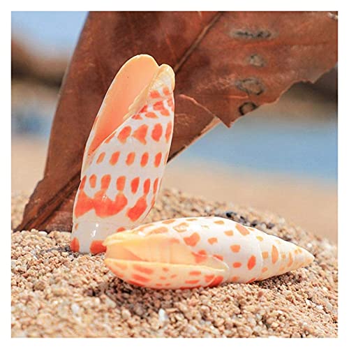 GaoF 2 uds 7-9cm Concha de Caracol Natural Koi Pluma Caracol lápiz Caracol pecera Acuario paisajismo decoración Accesorios de Tiro decoración de Concha de Caracol