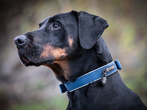 Jack & Russell Premium Collar de Perro Luna Reflectante y Neopreno Acolchado Collar de Perro Varios tamaños y Colores (Circunferencia del Cuello S (28-35 cm), Azul)