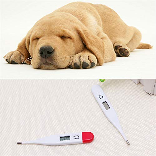 Jiedoasi Termómetro Veterinario Termómetro Digital Perro de Mascota Perrito Gatos Conejos Gatitos Temperatura