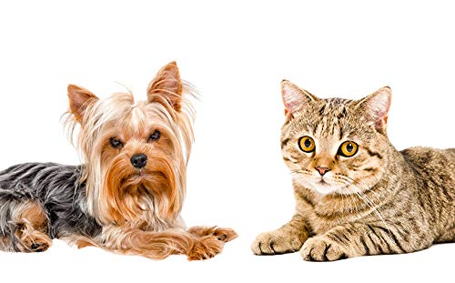 Lsping Puzzle 1000 Piezas Animales Perros-Gatos-Fondo-Blanco-Dos-Yorkshire-Terrier 50x70cm