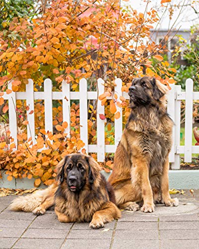 Lsping Puzzle 1000 Piezas Perros Leonberger Dos 50x70cm