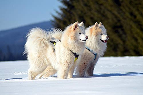 Lsping Puzzle 500 Piezas Cuadro Perros-Invierno-Perro-Samoyedo-Nieve-Dos-Mirada 52x38cm