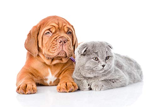 Lsping Puzzle 500 Piezas Perros Gatos El Fondo Blanco Dos Dogue de Bordeaux 52x38cm