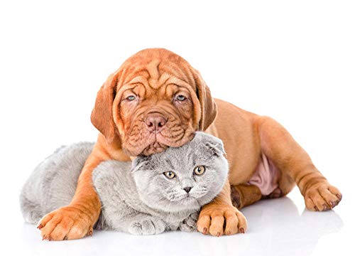 Lsping Puzzle Animales 1000 Piezas Perros-Gatos-Dos-Cachorros 50x70cm