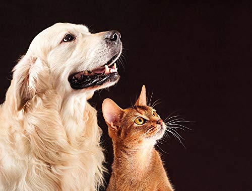 Lsping Puzzles niños 1000 Piezas Perros Golden Retriever Gatos Dos Vistazo 50x70cm