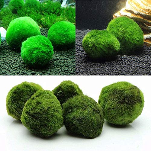 MEISISLEY Plantas Acuario Naturales Plantas Naturales para Acuarios Acuario Adornos Grande Decoración de acuarios Plantas Accesorios de pecera Tropical 4pcs