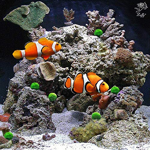 MEISISLEY Plantas Acuario Naturales Plantas Naturales para Acuarios Acuario Adornos Grande Decoración de acuarios Plantas Accesorios de pecera Tropical 4pcs