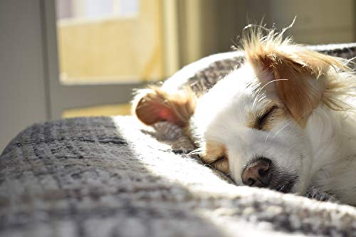 MOOIZA ® Zen - suplemento para Perros, Relajante, Calma, Tranquilidad, Ideal para Viajes y situaciones de estrés para el Perro. con Valeriana, Hierba de San Juan, L-Triptófano.
