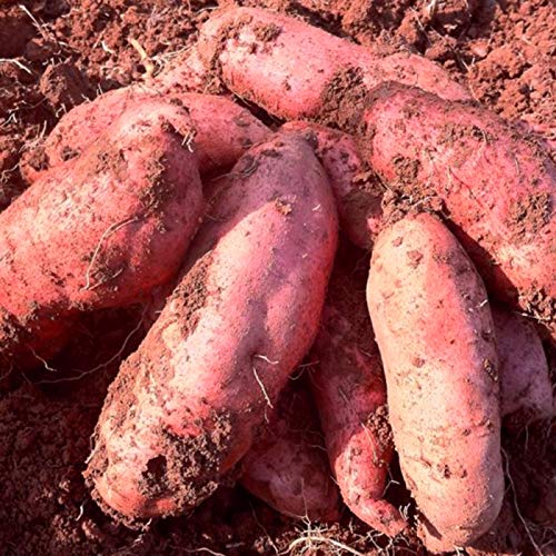 Oce180anYLVUK 400 unids Semillas de Plantas deliciosas fáciles de almacenar Semillas de Patata Ligeras Dulces Crecimiento rápido Accesorios de jardín Semillas