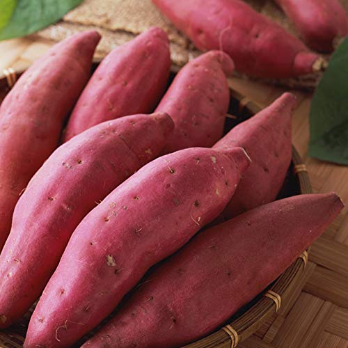 Oce180anYLVUK 400 unids Semillas de Plantas deliciosas fáciles de almacenar Semillas de Patata Ligeras Dulces Crecimiento rápido Accesorios de jardín Semillas
