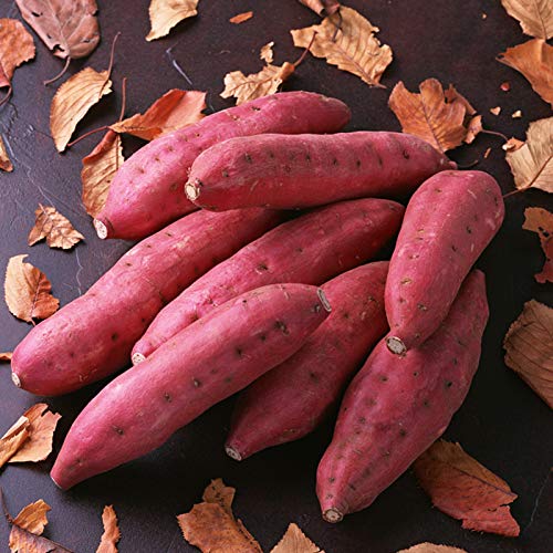 Oce180anYLVUK 400 unids Semillas de Plantas deliciosas fáciles de almacenar Semillas de Patata Ligeras Dulces Crecimiento rápido Accesorios de jardín Semillas