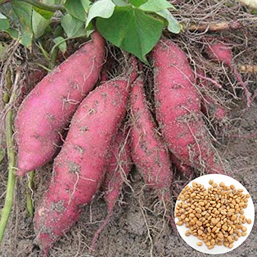 Oce180anYLVUK 400 unids Semillas de Plantas deliciosas fáciles de almacenar Semillas de Patata Ligeras Dulces Crecimiento rápido Accesorios de jardín Semillas