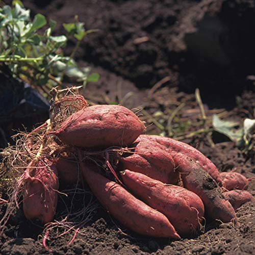 Oce180anYLVUK 400 unids Semillas de Plantas deliciosas fáciles de almacenar Semillas de Patata Ligeras Dulces Crecimiento rápido Accesorios de jardín Semillas