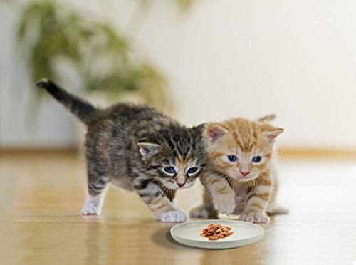 Petdoer Plato de cerámica para gatos poco profundos, sin fatiga, cuencos de comida para gatos anchos y pequeños, placa antideslizante para gatitos y gatitos, gato Munchkin de patas cortas