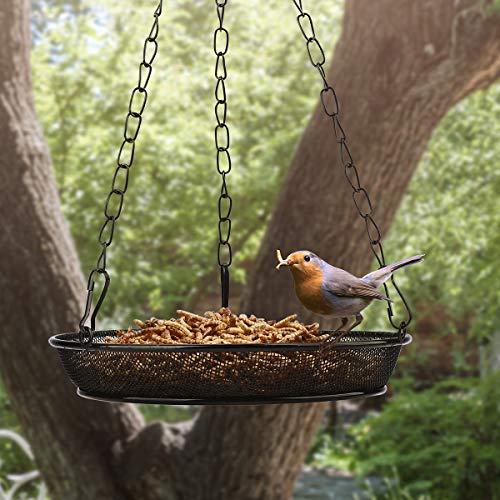 Wildlife Friend I Comedero Colgante para Gusanos de la harina, 18 cm de diámetro, comedero para pájaros, estación de alimentación de Metal para Aves Silvestres Durante Todo el año